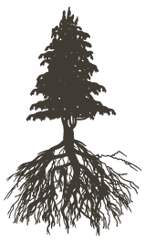 a close up of a tree